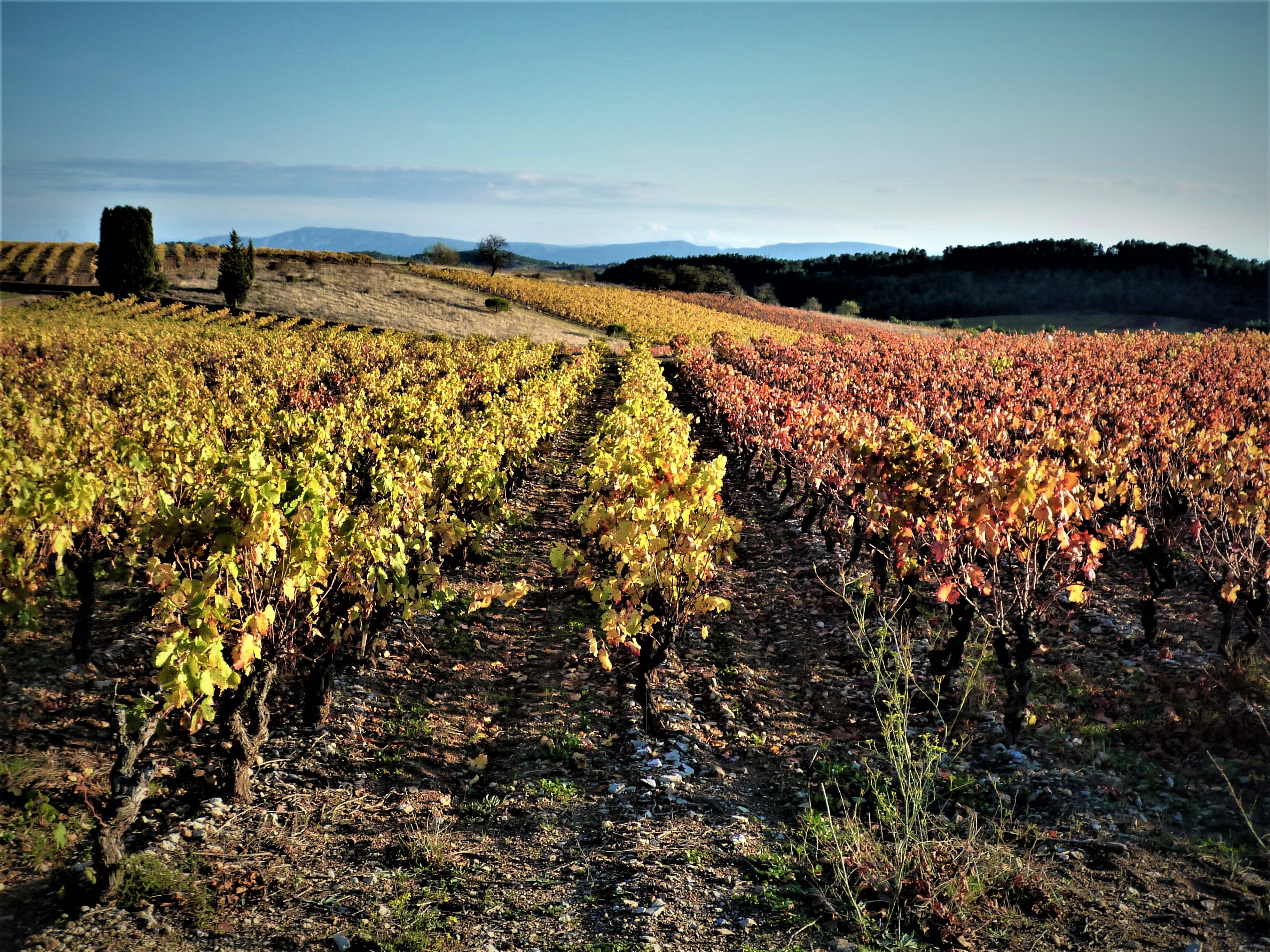 vignes à l'automne